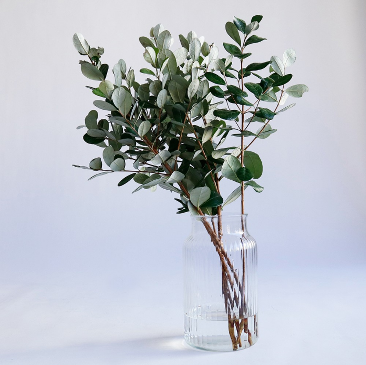 売り尽くしセール おまとめ割 リューズガラス クーレライン フラワーベース シトロン インテリアグリーン 花瓶 フラワースタンド 無条件 特別価格 Dev Warmprospect Com