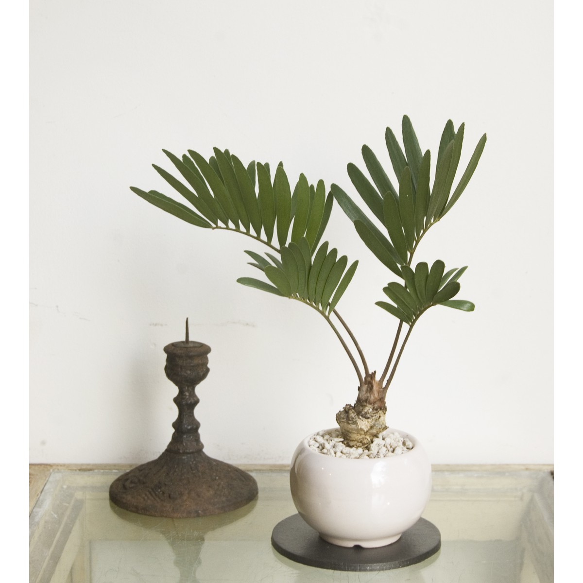 ザミア フロリダーナ Neo Green