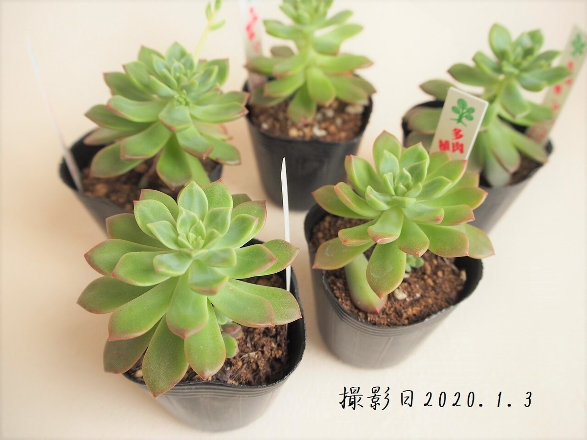 多肉植物 マッコス セデベリア属 いとうぐりーん 産直苗 2号 多肉植物とガーデン雑貨 Macherie マシェリ