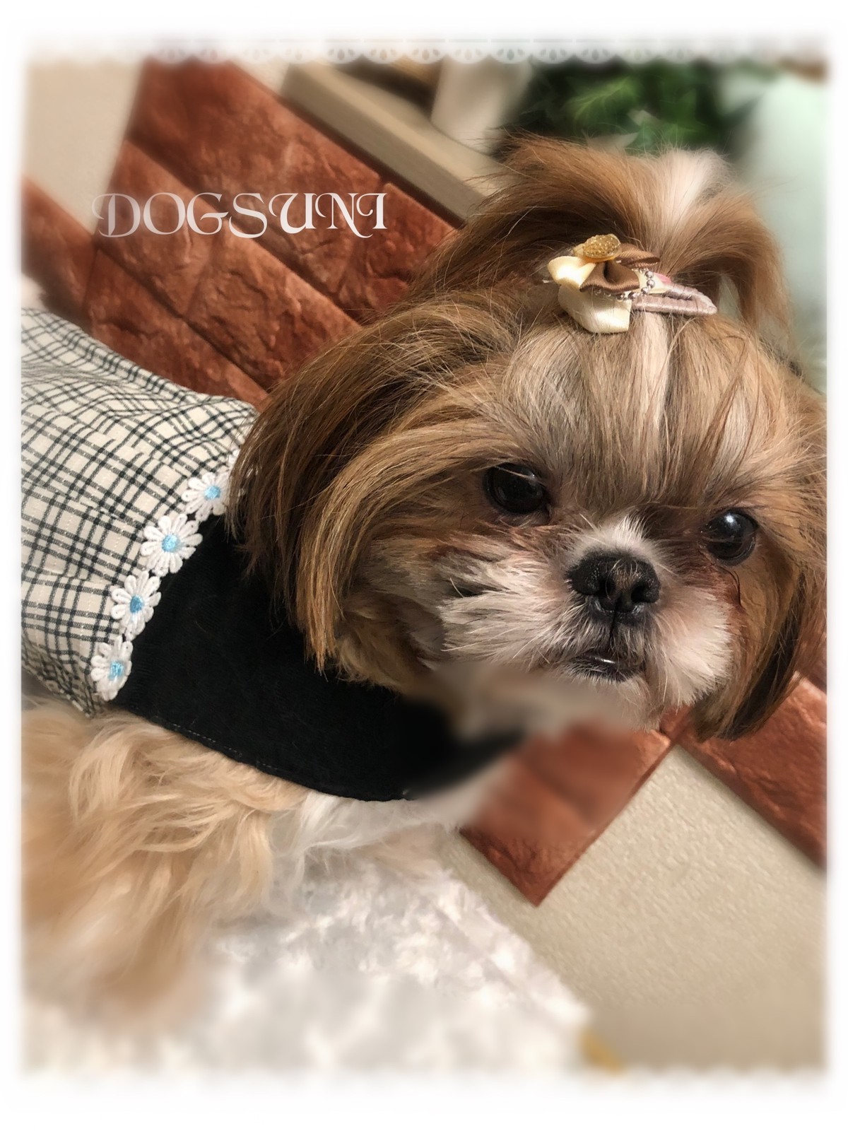 犬用 コーム型 アクセサリー ヘアピン ヘアーアクセサリー Dogsuni