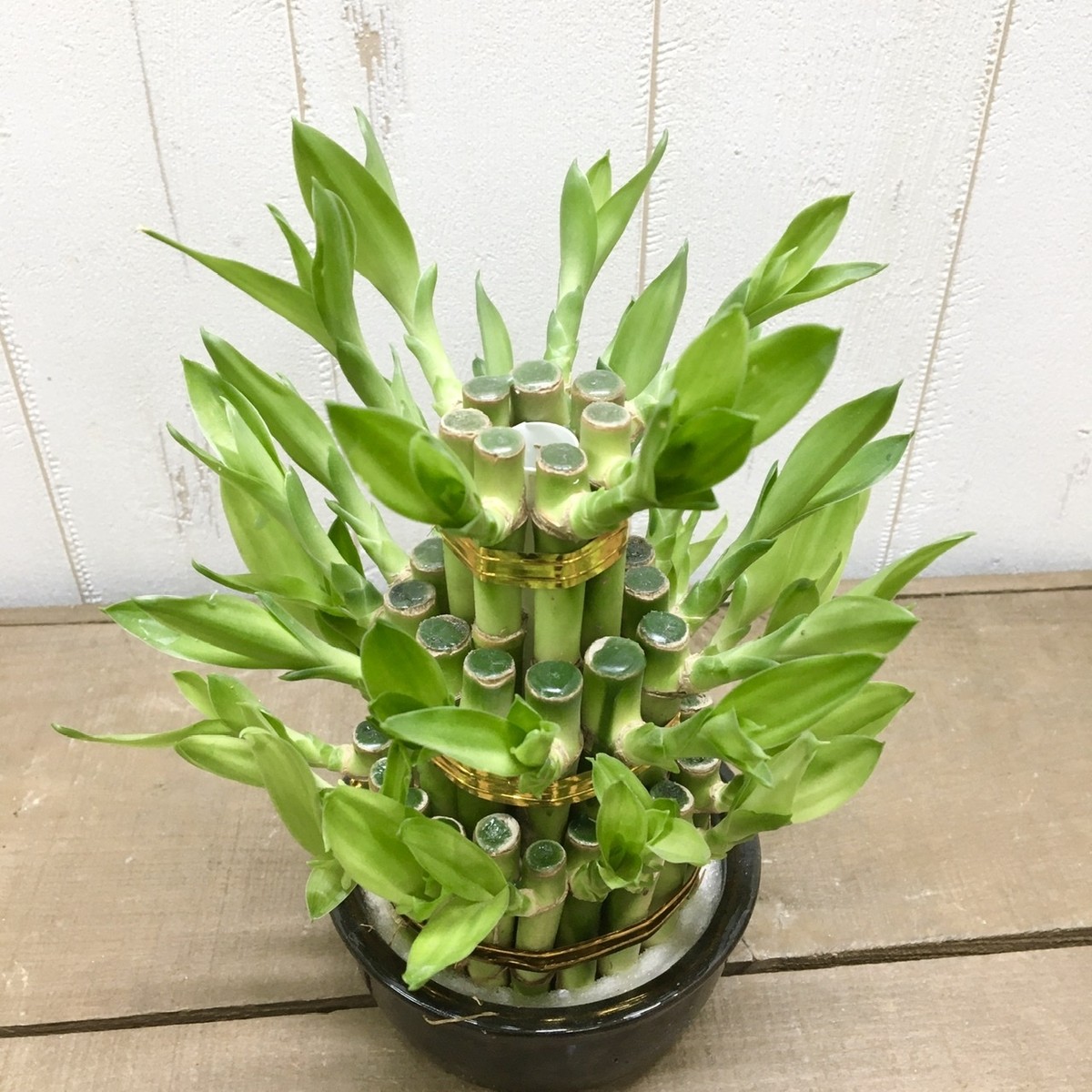 開運竹 幸運竹 タワー型 ミリオンバンブー 3段 Sサイズ Plants Shop Olive