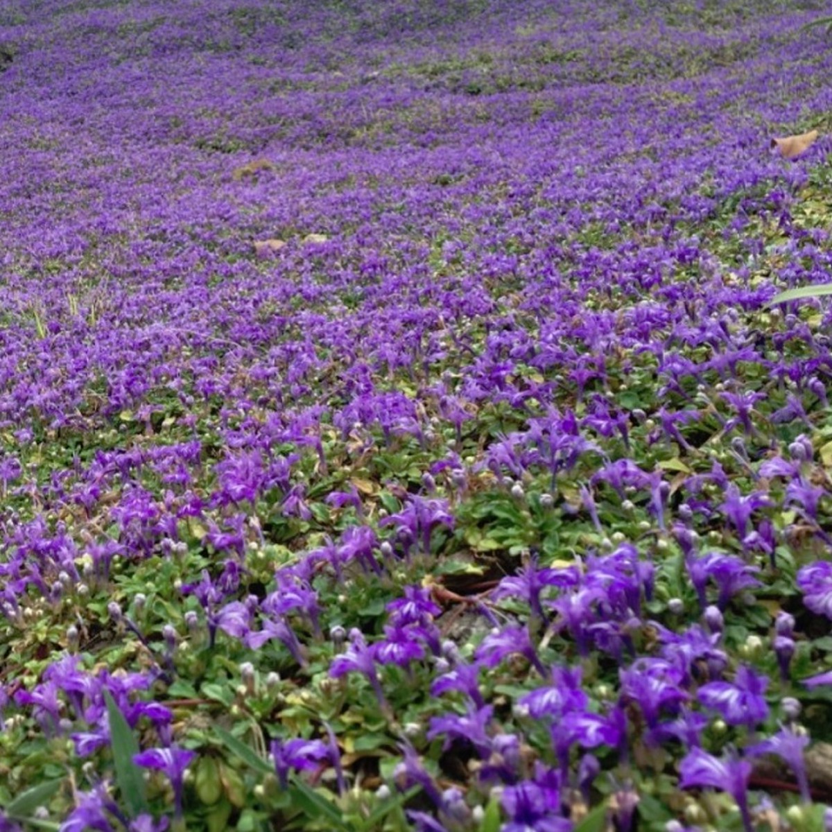 アジュガ ピグメア ヒメキランソウ Ajuga Pygmaea 天空のバラ園 無農薬バラ苗 花苗 クレマチス ハーブ産直販売