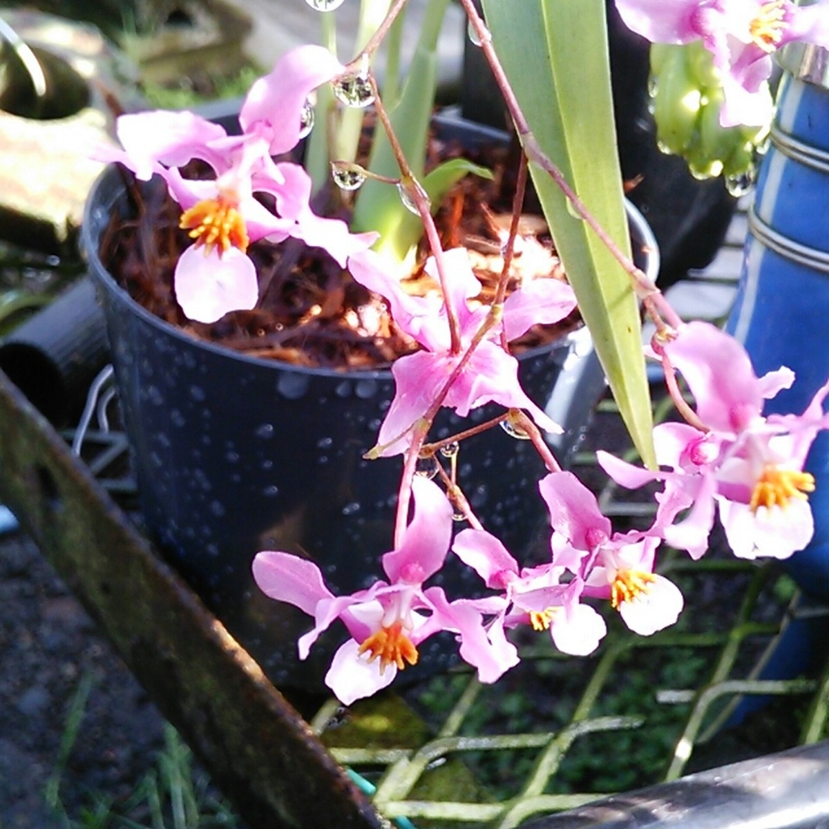 ミニオンシジューム ゴアラムゼイ Hanazukin 花ずきん 農家直送の花苗 シンビジュームの花束