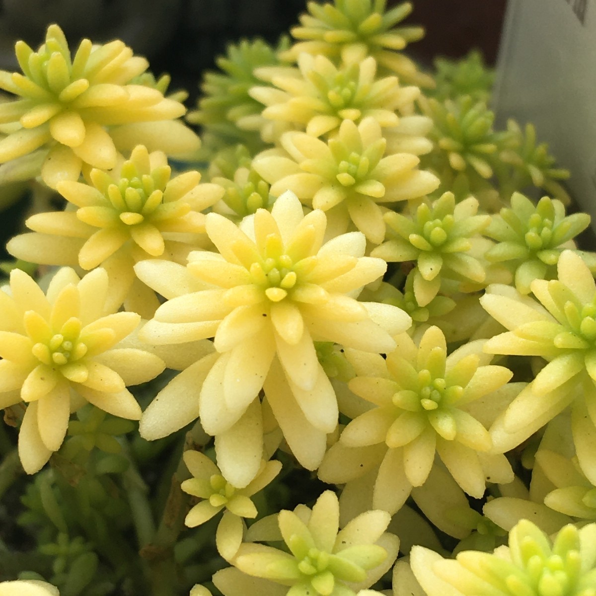 ミモザ Rupo 多肉植物専門店