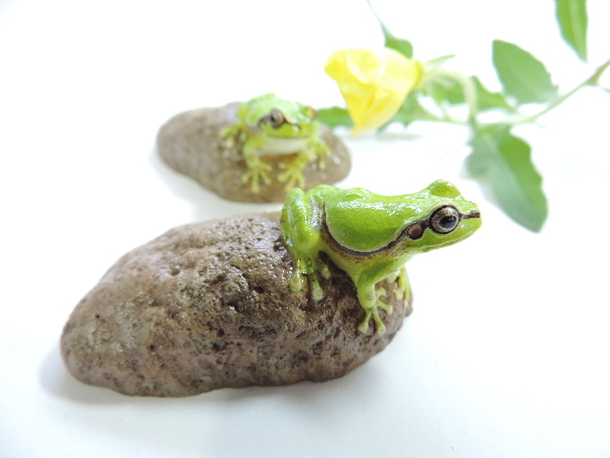 田植え唄 アマガエル Sound Of Tree Frogs Croaking Kaerukoubou