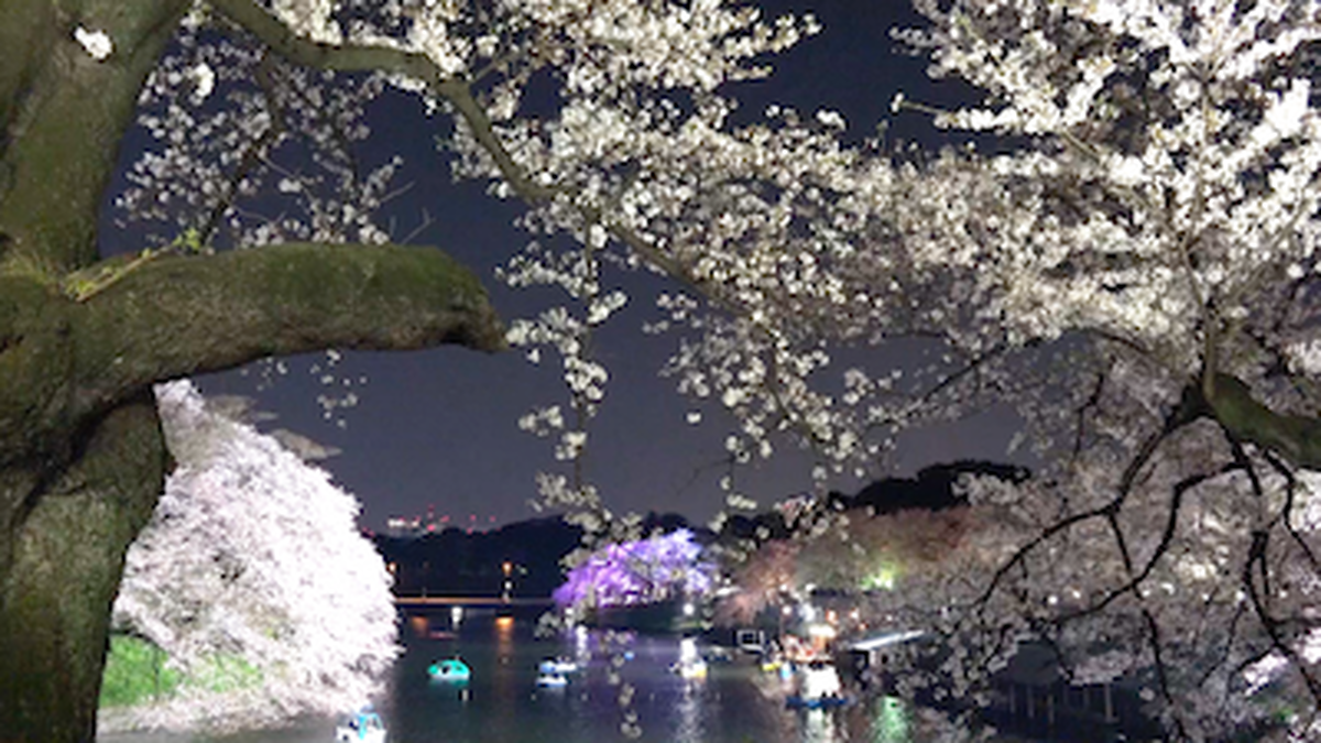 Hd動画素材cdf012 千鳥ヶ淵 桜吹雪 花筏 夜景 Sampling Air Japan