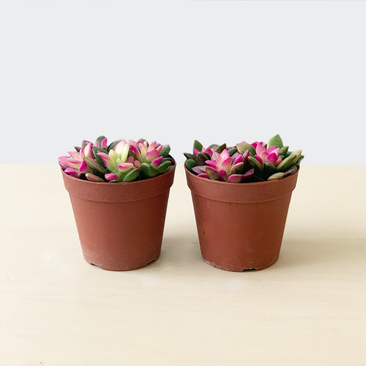 桜吹雪 2 5号ポット 2個入 送料込 よいはな Yoihana 最高品質のお花をお届けするネット通販