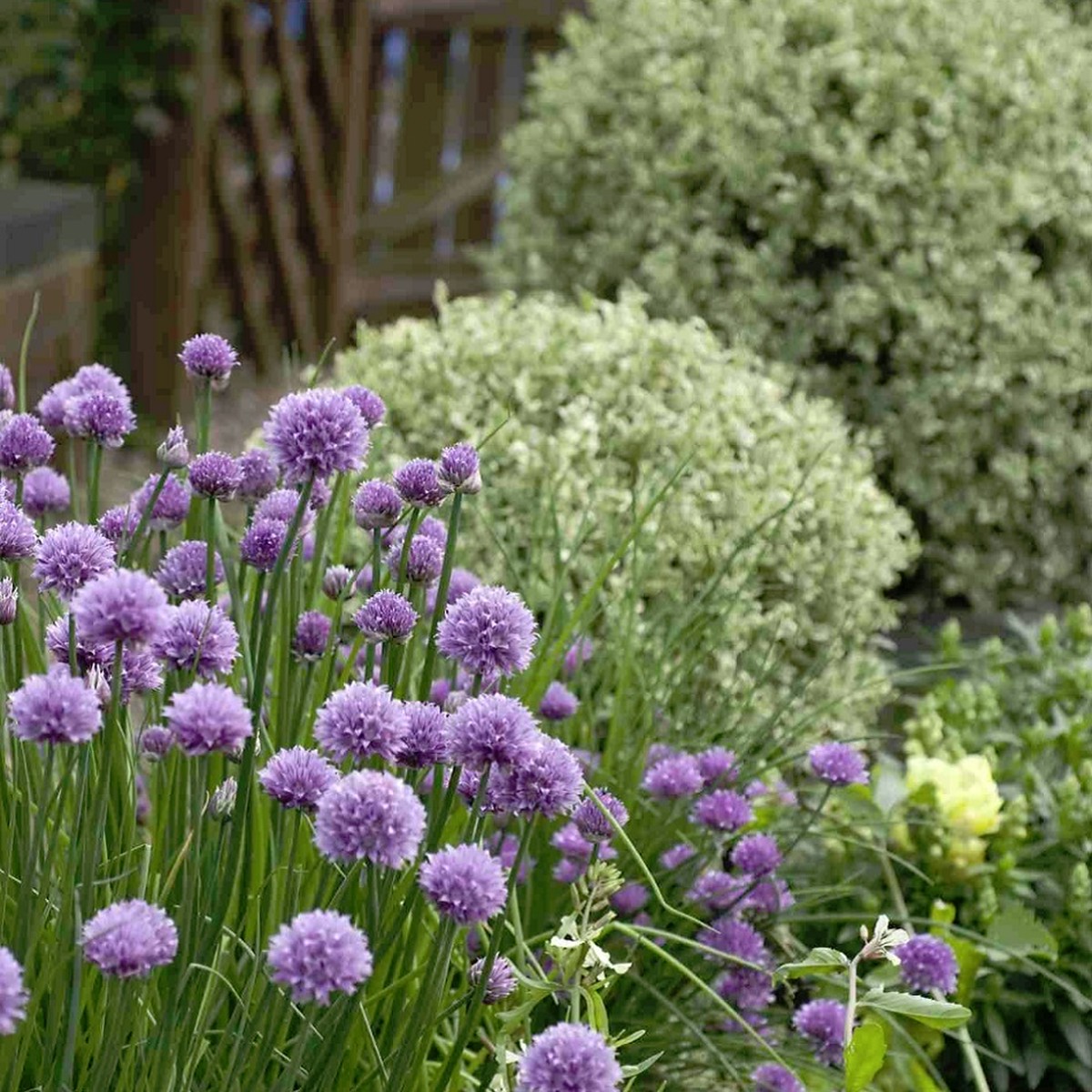 チャイブ Allium Schoenoprasum 天空のバラ園 無農薬バラ苗 花 ハーブ産直販売