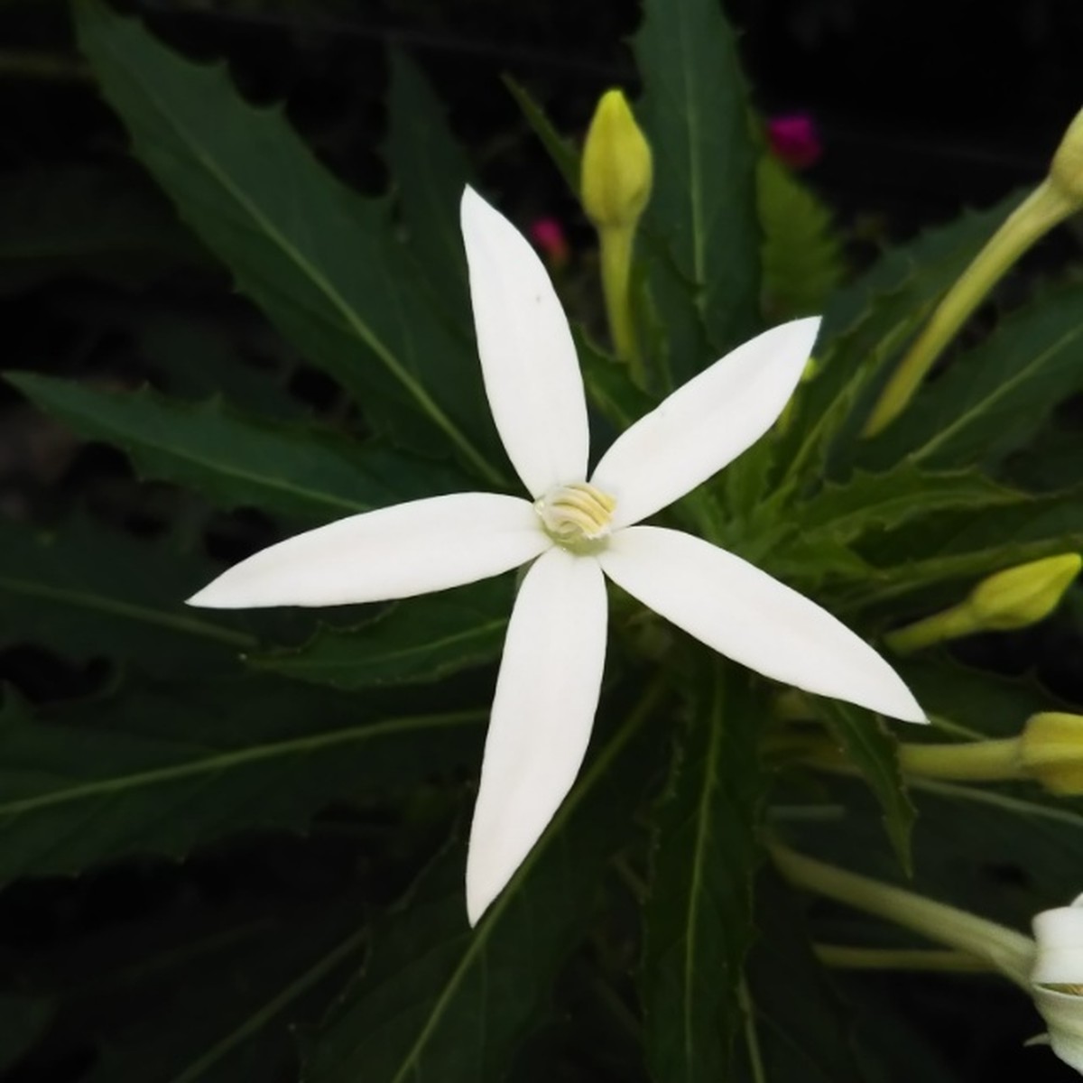 シルバーフォックス10 5cmポット苗 Hanazukin 花ずきん 農家直送の花苗 シンビジュームの花束