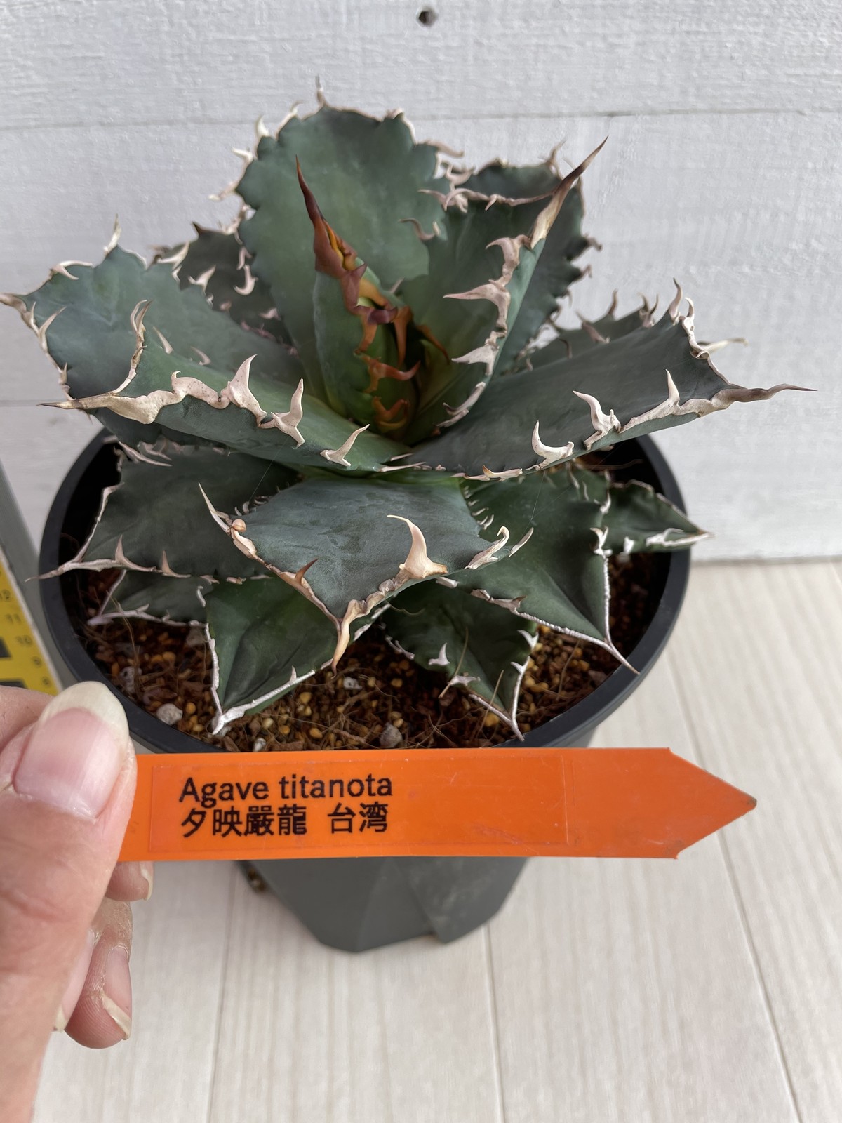 アガベ チタノタ 夕映嚴龍 Palmhealing