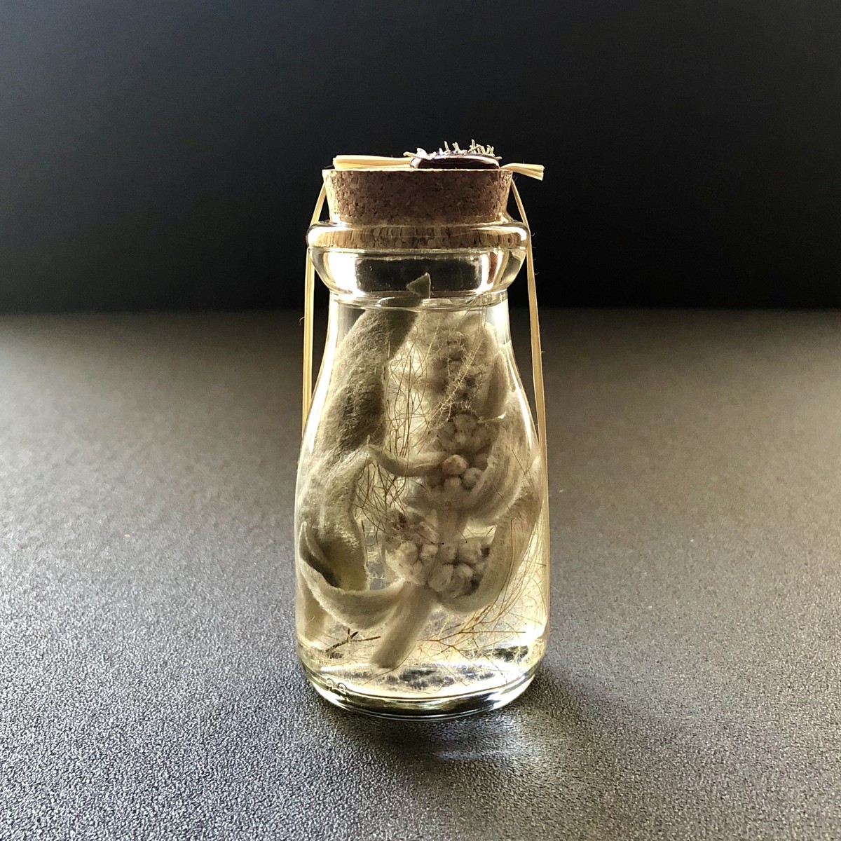 植物標本 ラムズイヤーとスモークツリーのハーバリウム ヨーグルトコルク瓶 Lamb S Ear And Smoke Bush Herbarium She Is Matilda