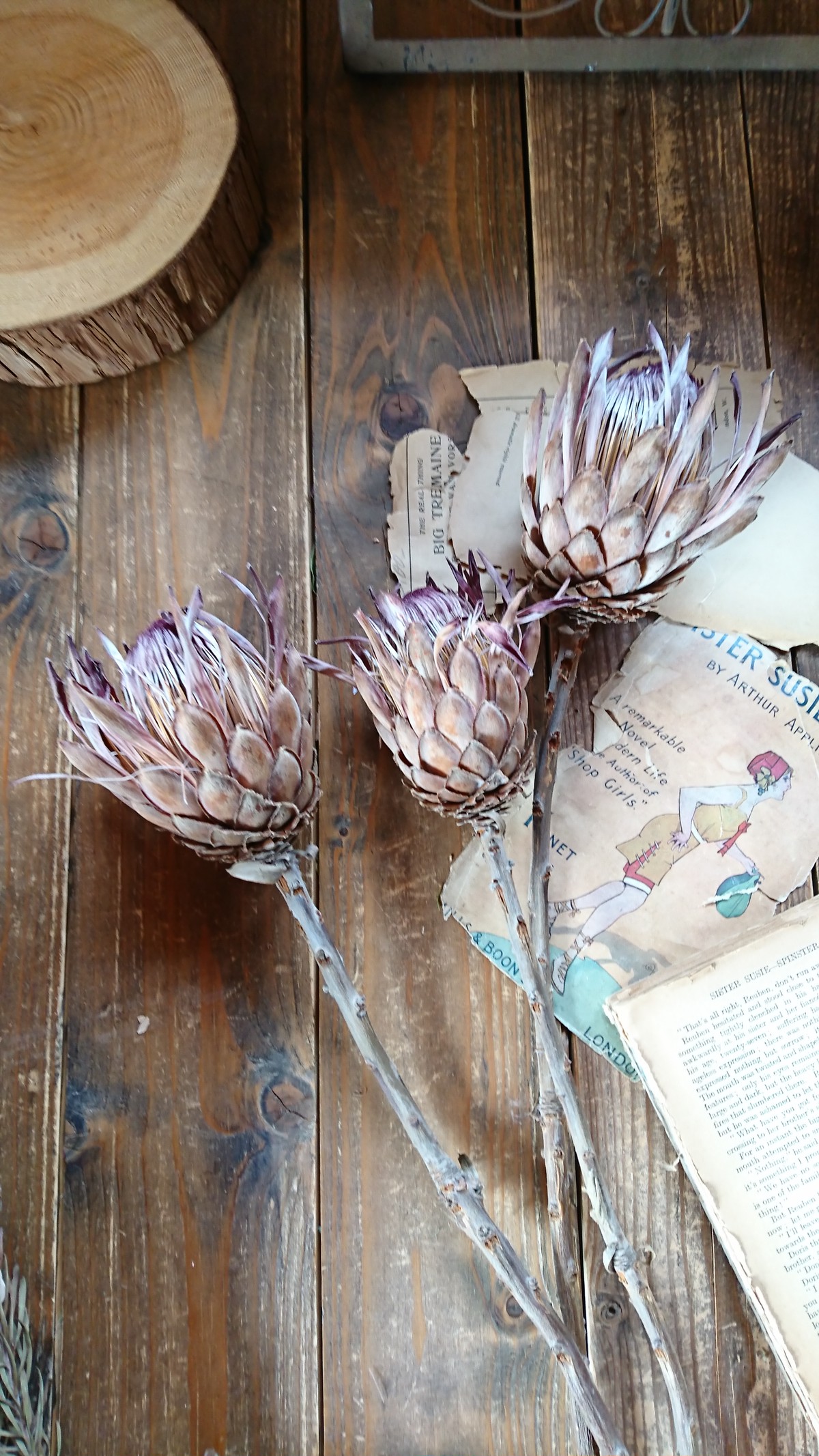 プロテア ドライフラワー 3輪セット Kokoano Hanaya