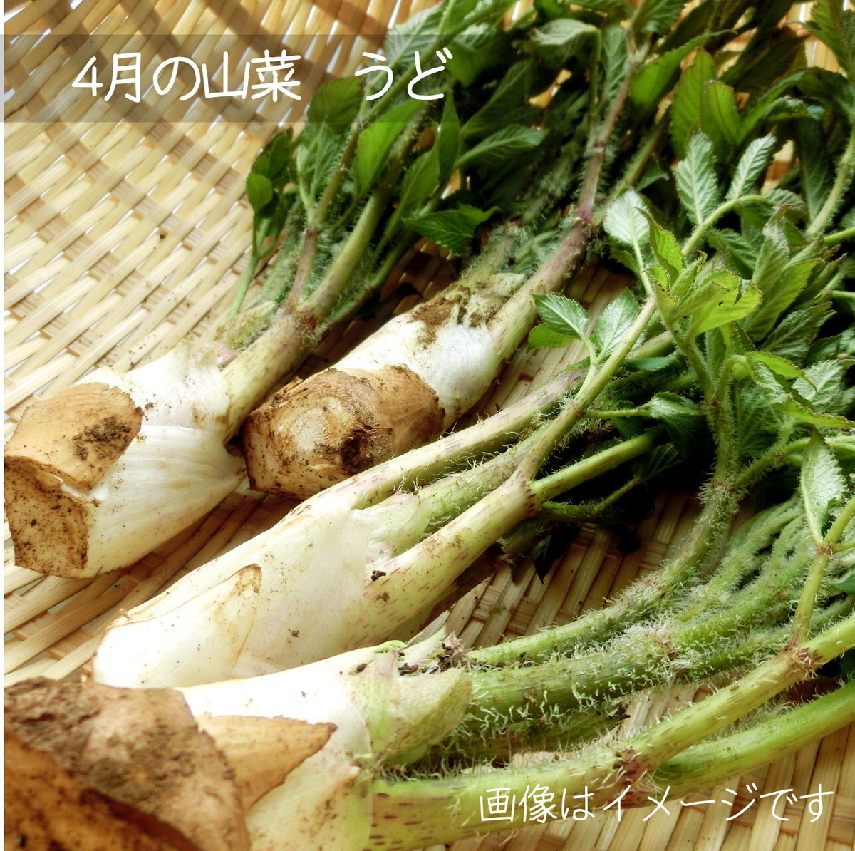 ウド 山菜 4月の朝採り直売野菜 春の新鮮野菜 5月上旬発送予定 | 農家の野菜通販 新潟 夢ファーム くまい
