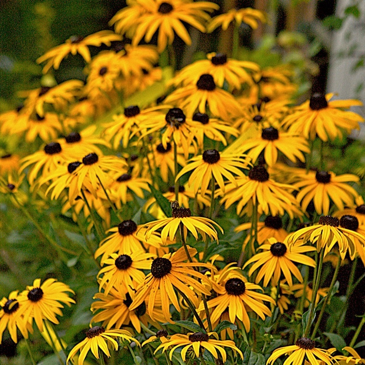 ルドベキア ゴールドストラム Rudbeckia Fulgida Goldsturm 天空のバラ園 無農薬バラ苗 花 ハーブ産直販売