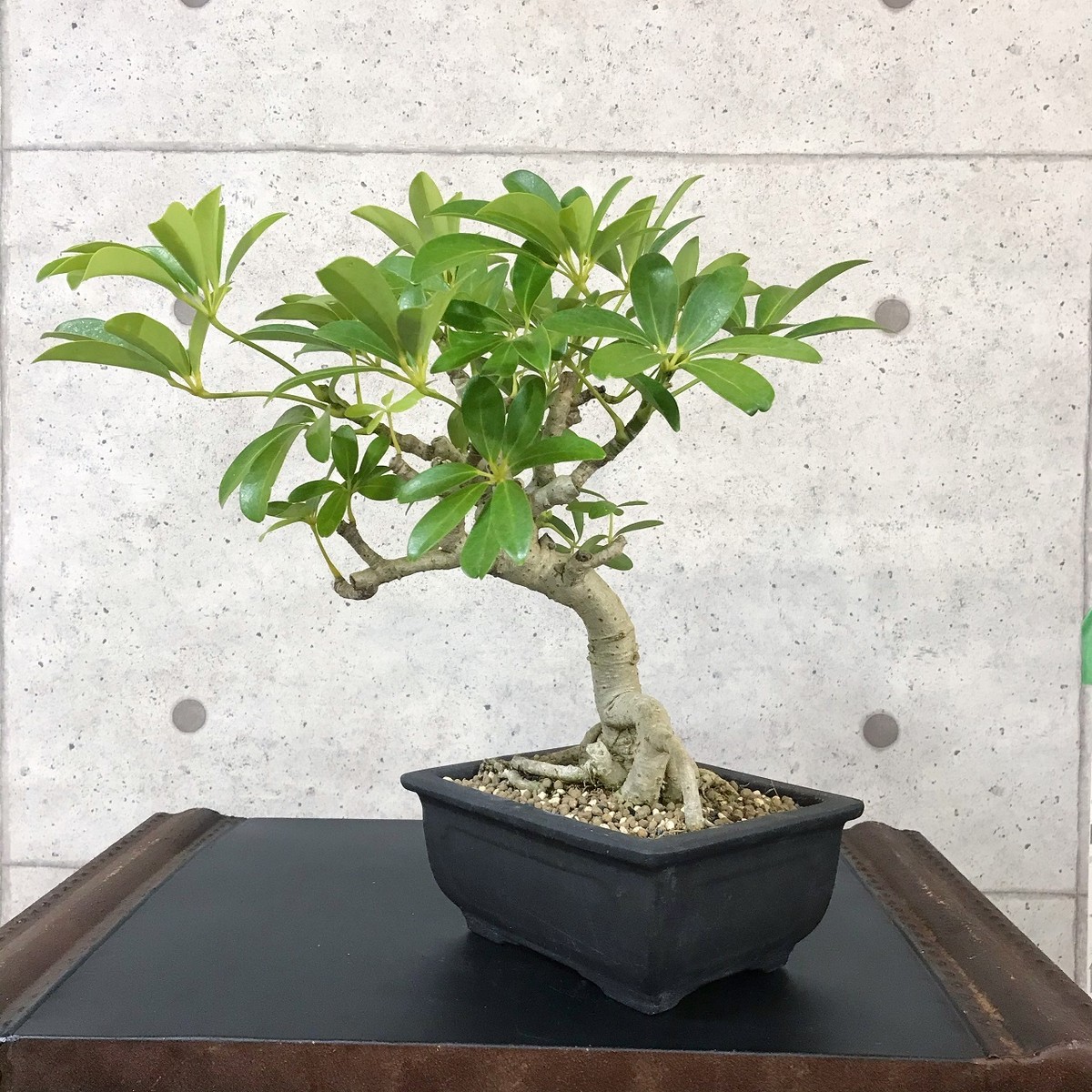 シェフレラ盆栽 観葉植物 S1 Bonsai 鉄と山 シェフレラ盆栽 観葉植物 S1 Bonsai 鉄と山