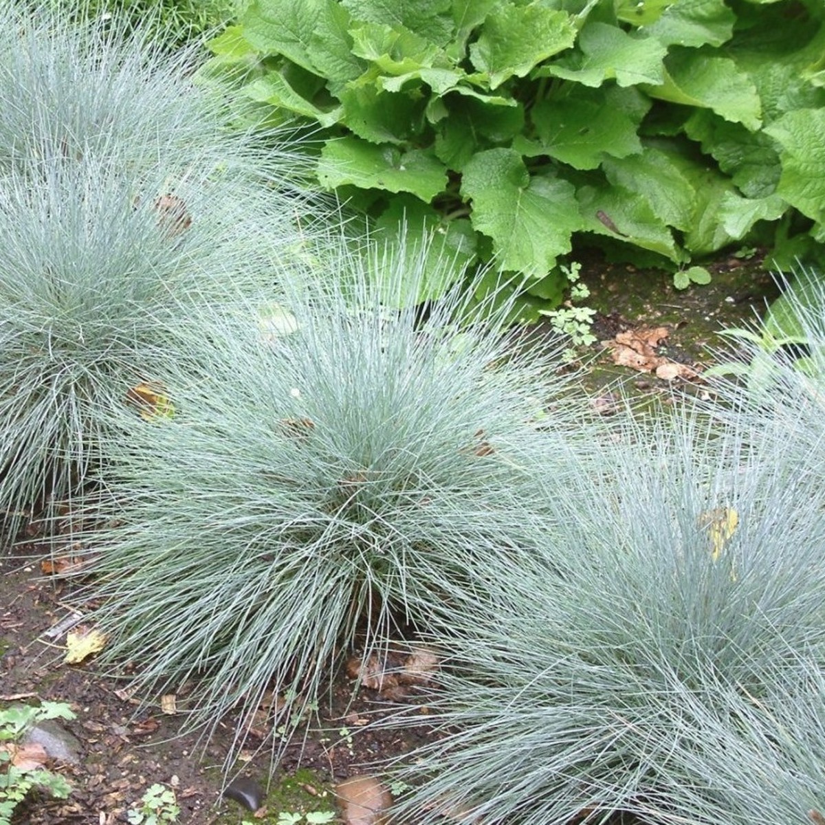 フェスツカ グラウカ Festuca Glauca 天空のバラ園 無農薬バラ苗 花苗 クレマチス ハーブ産直販売
