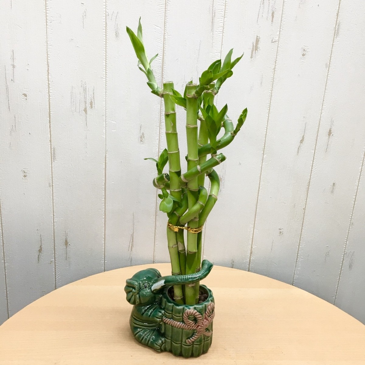 開運竹 幸運竹 ミリオンバンブー 龍旋タイプ Plants Shop Olive