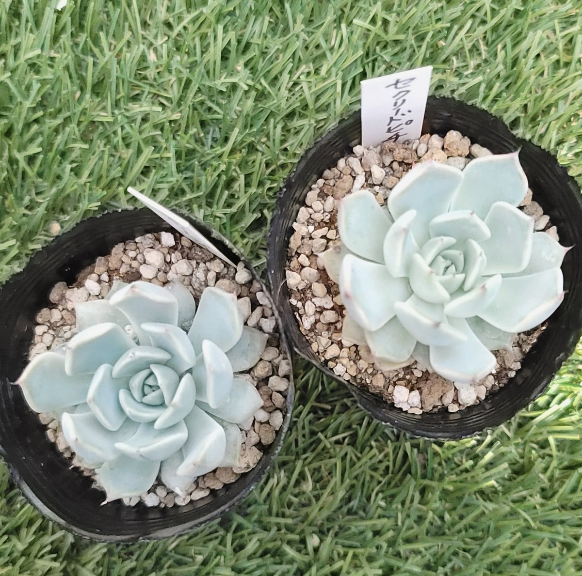 セクリードピチ 多肉garden Grow