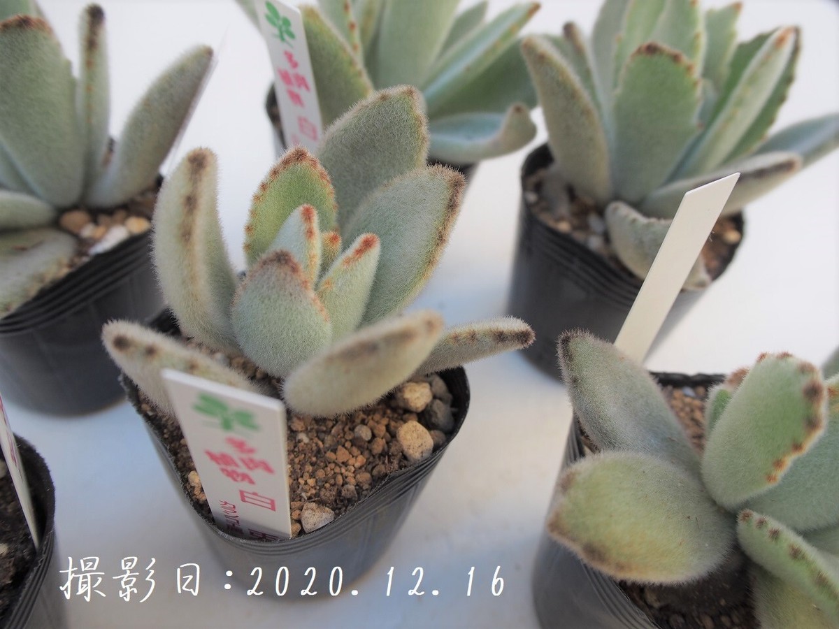 多肉植物 白兎 しろうさぎ カランコエ属 いとうぐりーん 産直苗 2号 多肉植物とガーデン雑貨 Macherie マシェリ