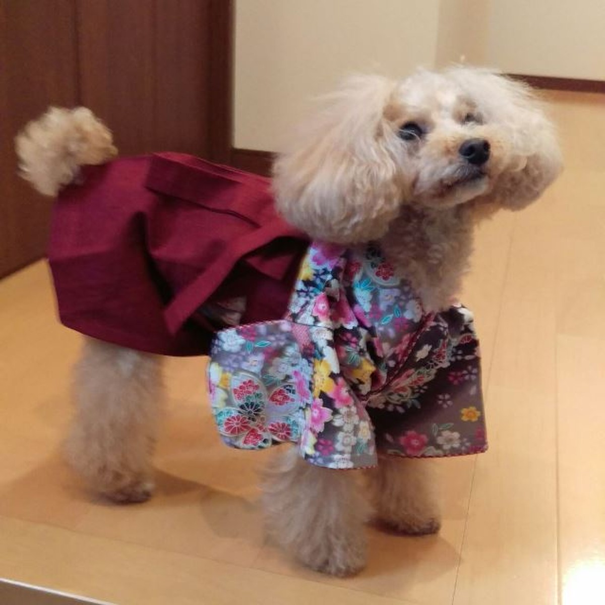 女の子用袴 セミオーダー 和風犬服の ふうせん花