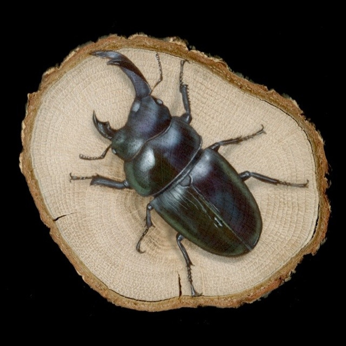 【原画】輪切り絵アート：レアな雌雄同体のオオクワガタ (Rare Hermaphrodite Stag Beetle) | Jギャラプラス