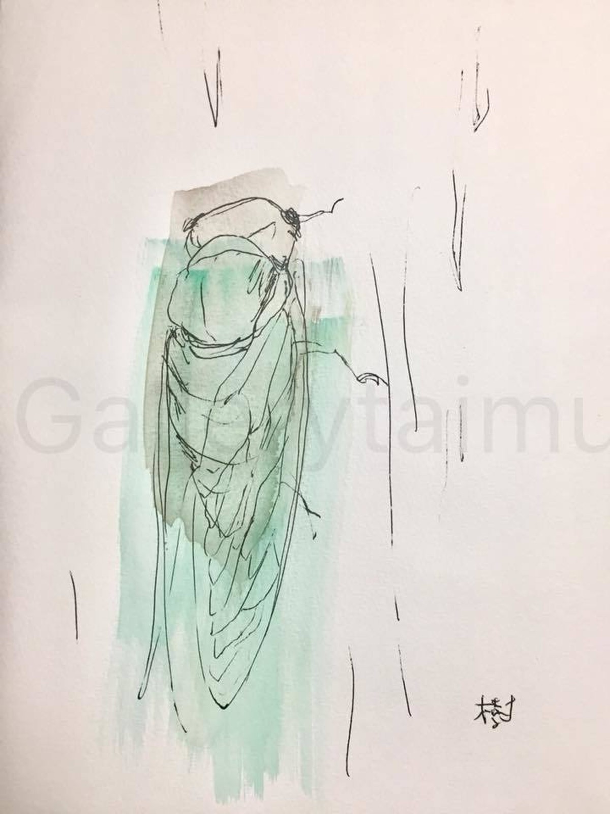 イラスト 蝉 Gallerytaimu