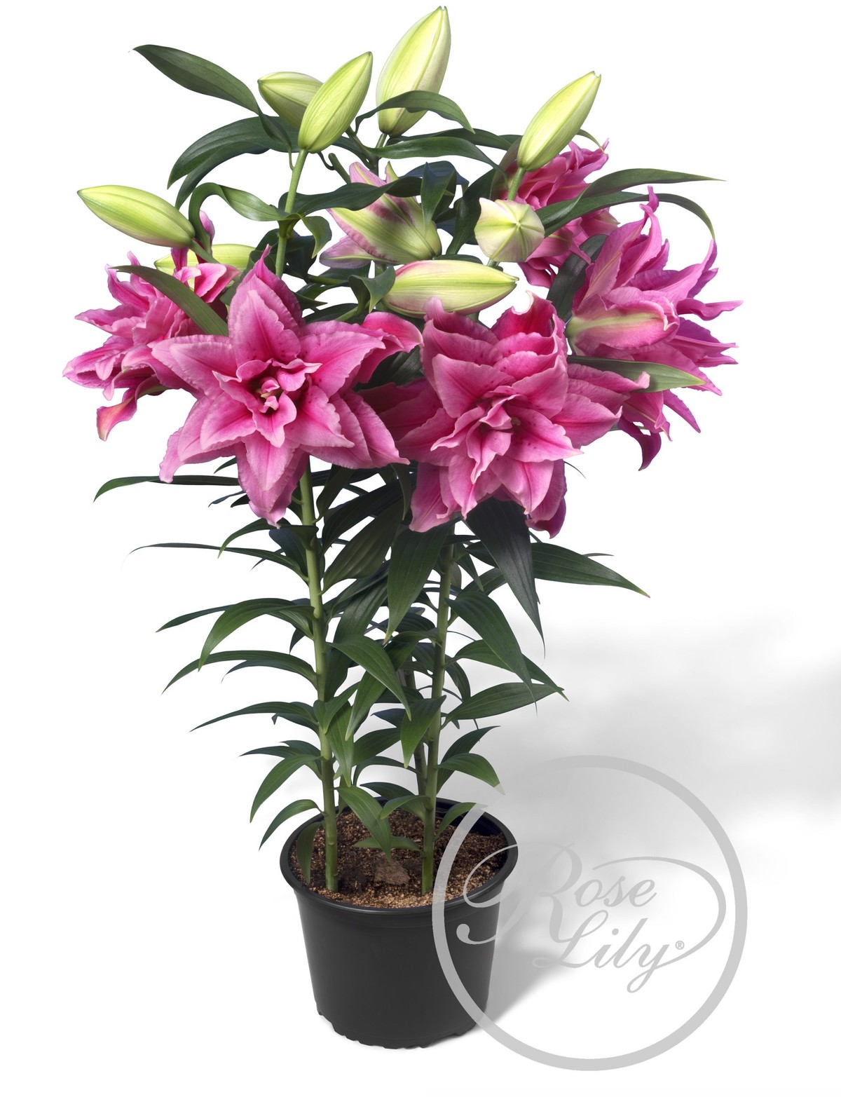 オリエンタルユリ 春植え八重ゆり球根幸せセット 7球 7品種 送料無料 にたばるゆりの花ネットショップ