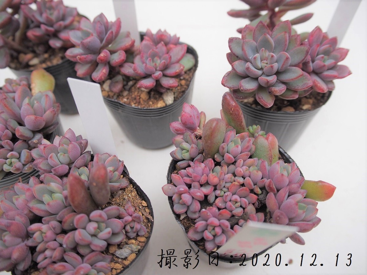 多肉植物 パープルドリーム グラプトベリア属 いとうぐりーん 産直苗 2号 多肉植物とガーデン雑貨 Macherie マシェリ