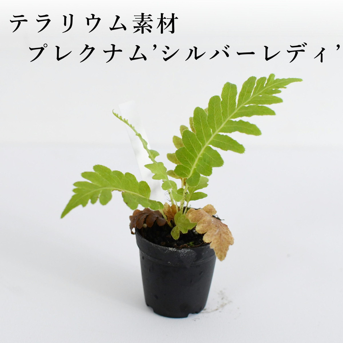 ブレクナム シルバーレディ シダ植物 苔テラリウム作製用素材 苔テラリウム専門ショップ道草