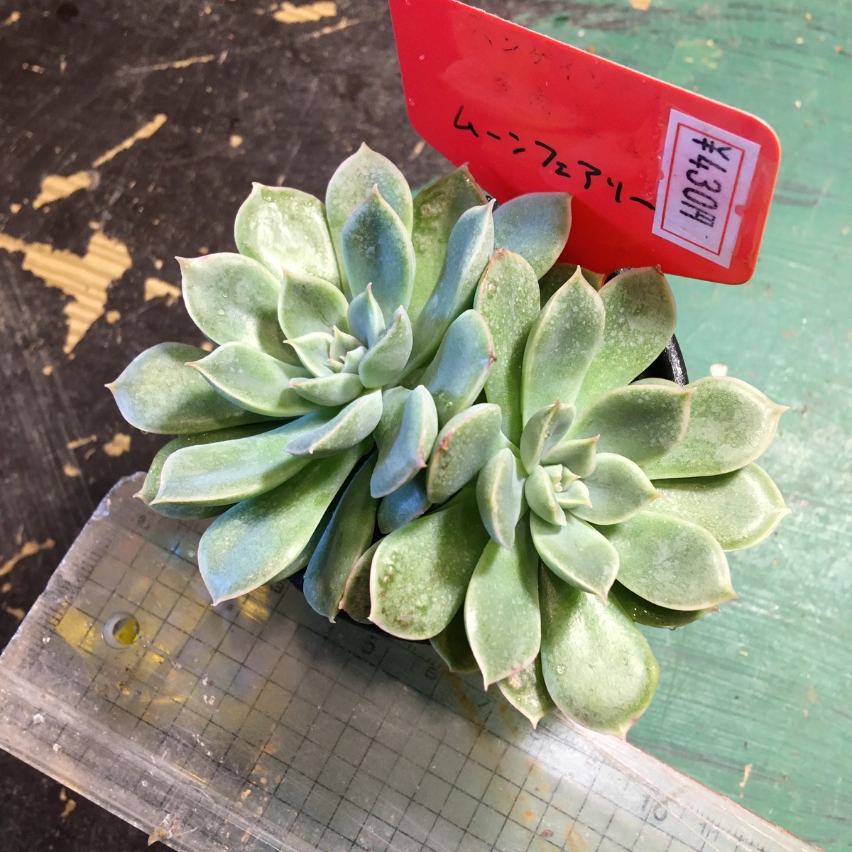 ムーンフェアリー Rupo 多肉植物専門店