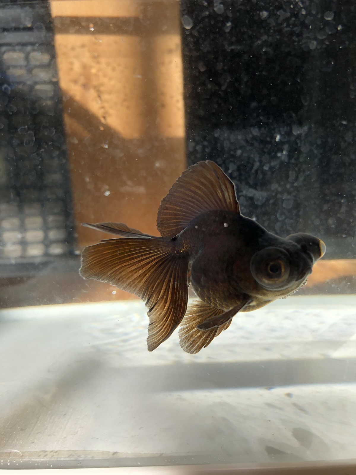 黒龍晴蝶尾 金魚宝房