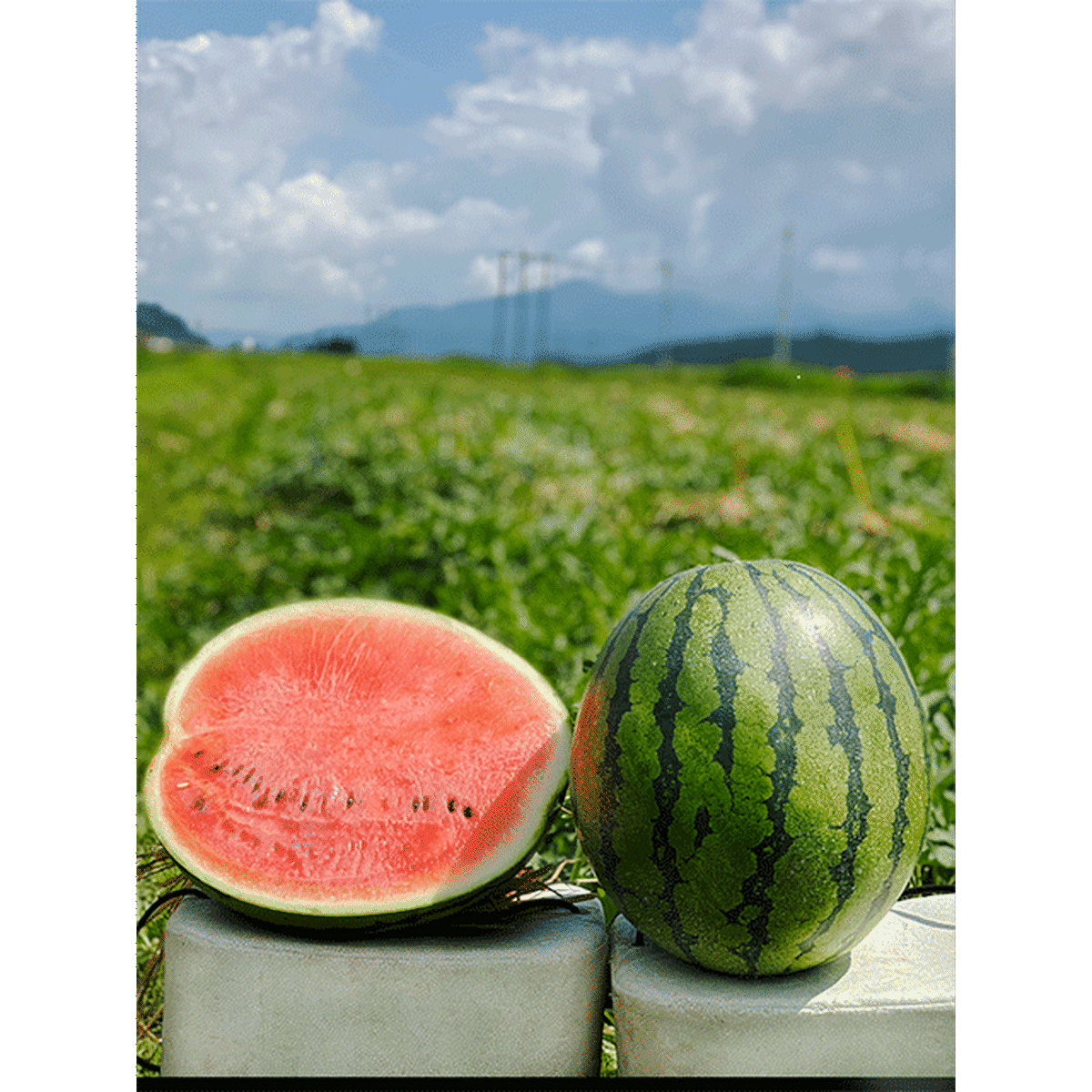 こまがた家の八色のスイカ 極上小玉スイカ 4玉 1玉あたり約1 6 2 5kg こまがた家オンラインショップ