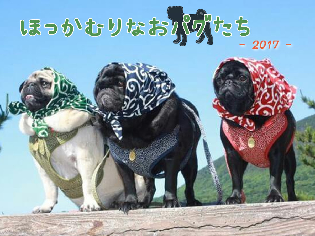 Poco 写真集 ほっかむりなおパグたち 17 Pug Poco オリジナルグッズ 通販