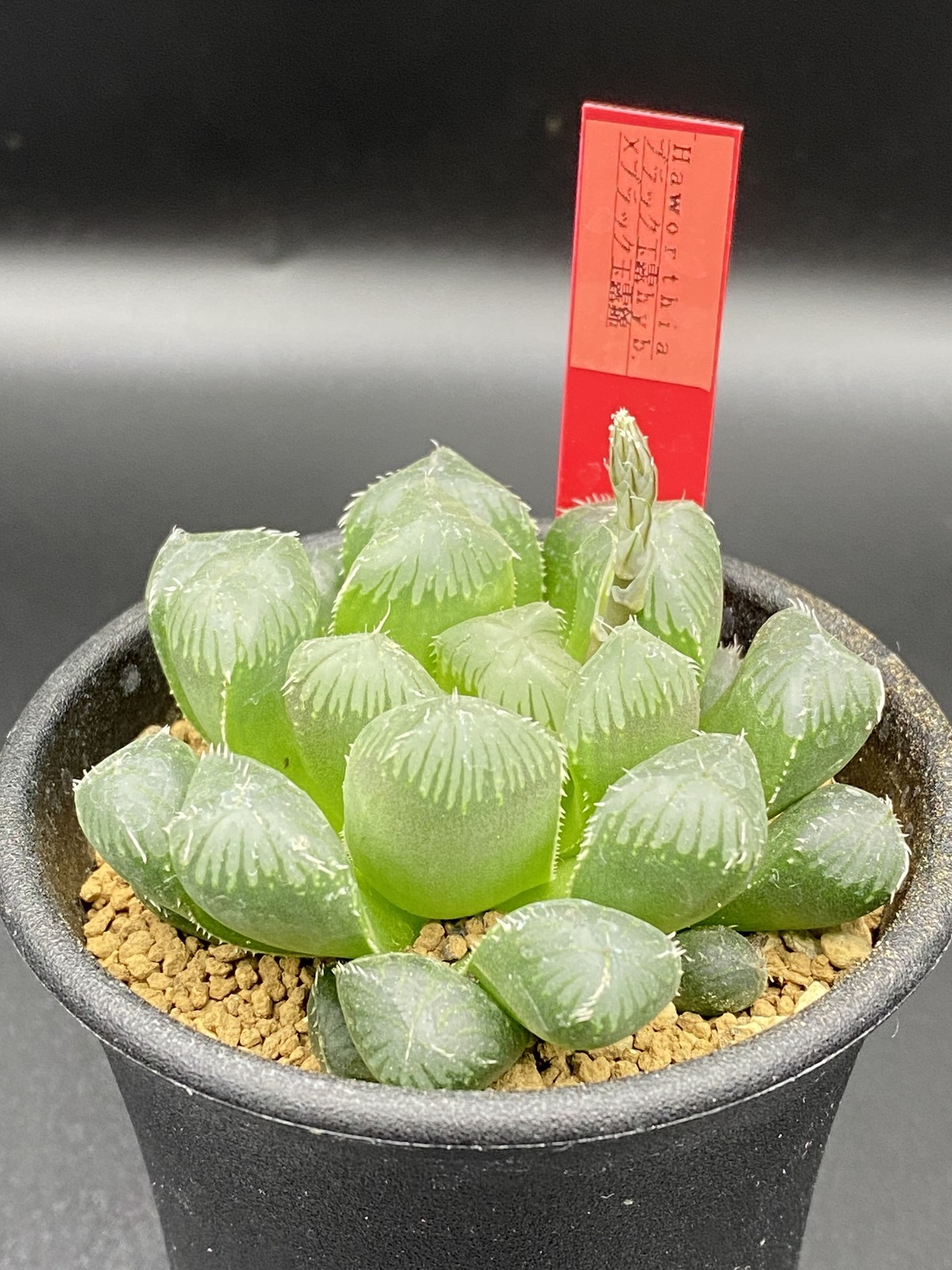 ハオルチア Haworthia ブラック玉露hyb ブラック玉露錦 多肉植物 Bios Plants