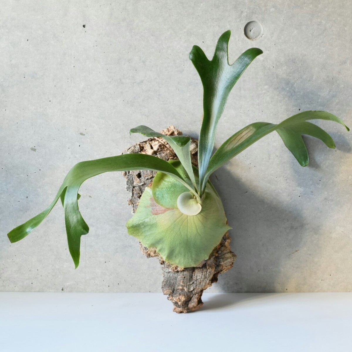 ビカクシダ P Talnadge コウモリラン 宙花sorahana