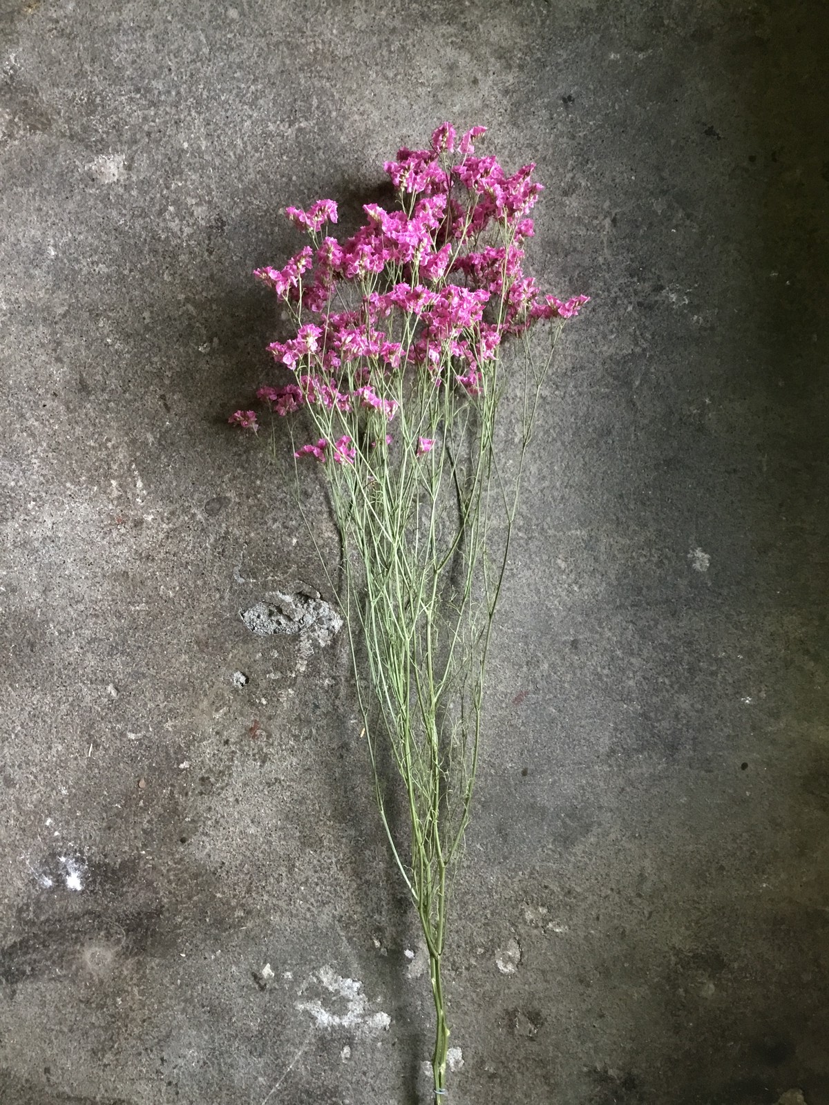 ハイブリッドスターチス ドライフラワー ピンク 束 Memento Dried Flower Arrangement ドライフラワー通販