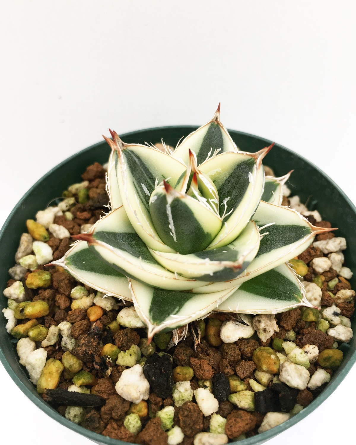 アガベ ピンキー Agave Filifera Compacta Pinky Spg For Sale