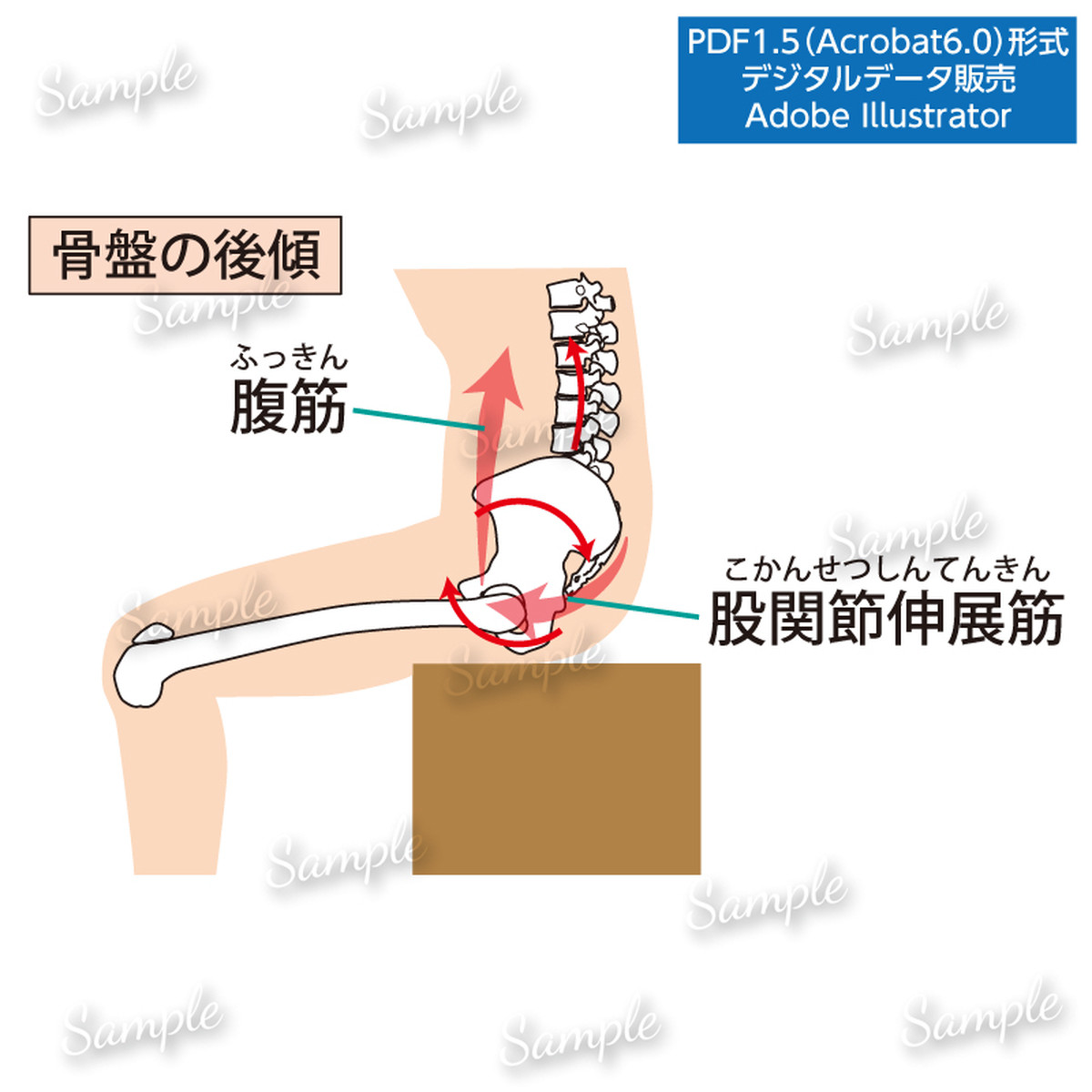 骨盤の後傾 Prico ぷりこ S Illustration Store