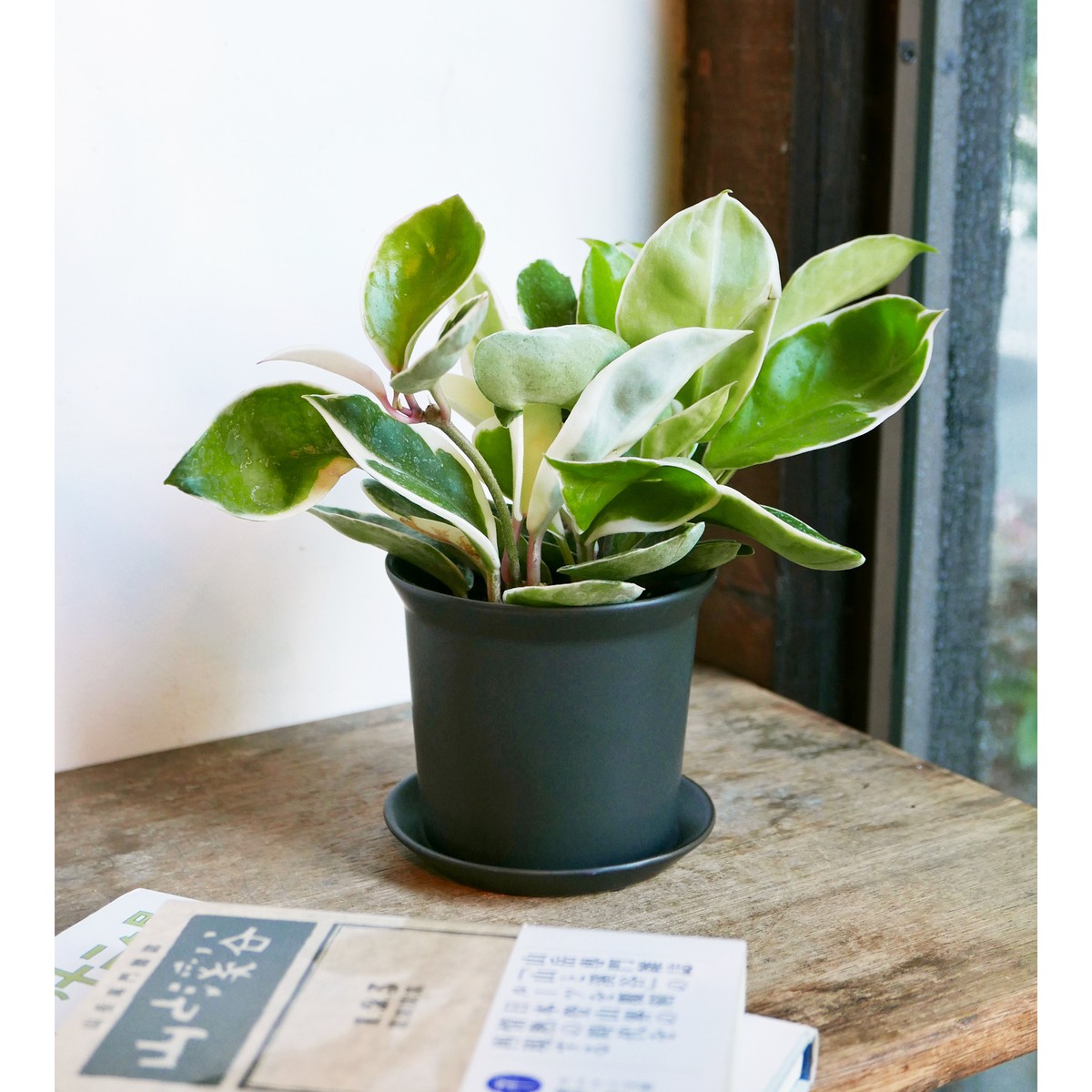 ホヤ カルノーサ リップカラー Neo Green