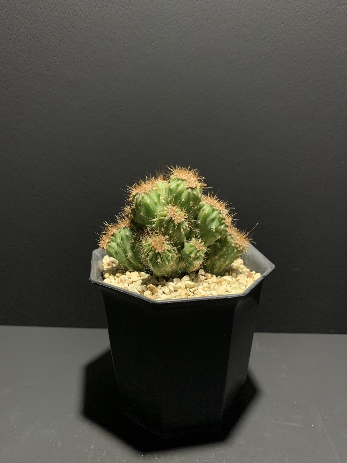 セレウス バリアビリス モンスト 金獅子 Hananoyume