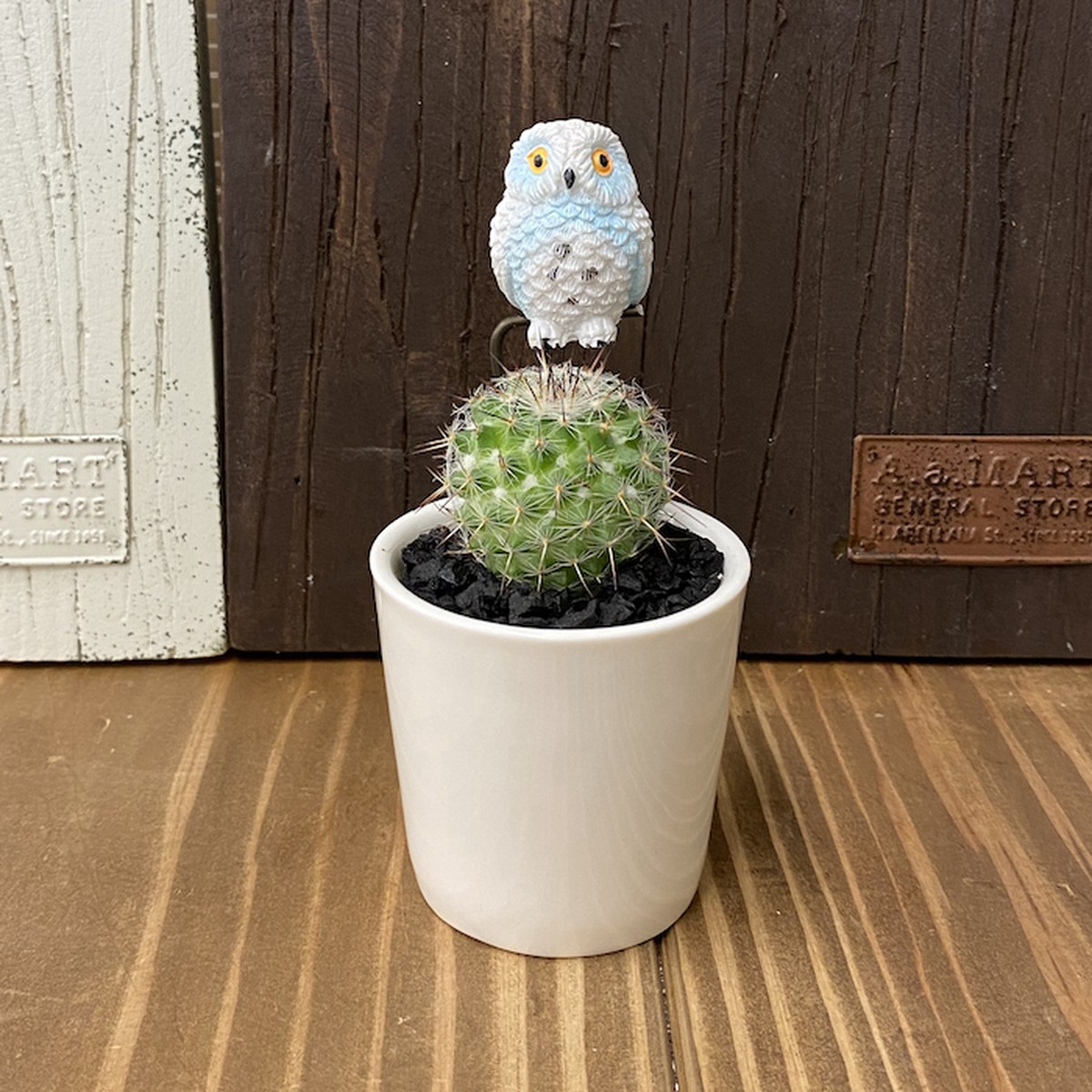 受注生産品 ふくろう 丸サボテン 観葉植物 Cy Wh さぼてん カクタス インテリア グリーン ミニチュア かわいい 動物 フィギュア 三和ポチット