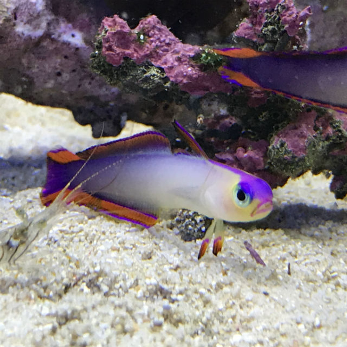 アケボノハゼ Aquastudio