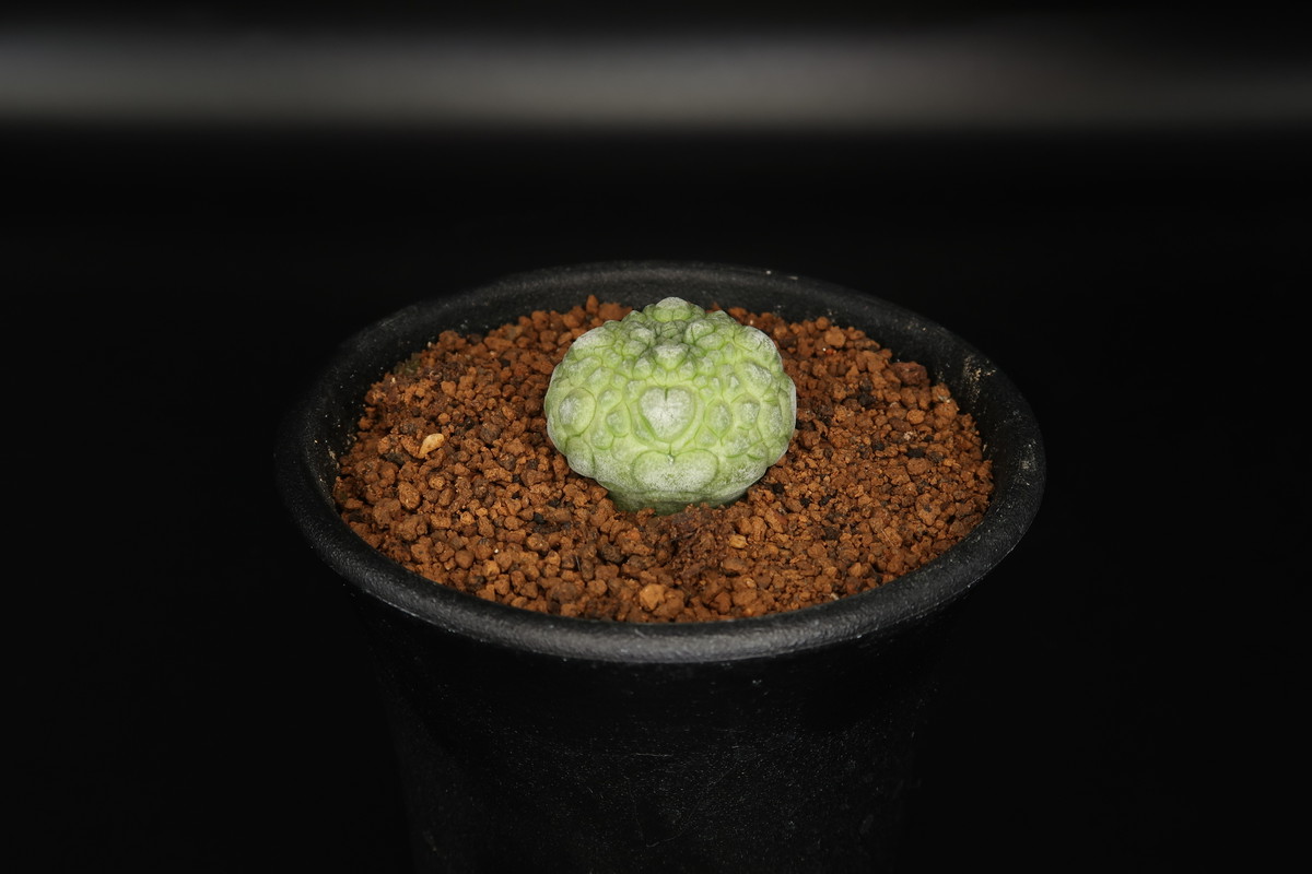 プセウドリトス ミギウルティヌス Pseudolithos Migiurtinus 多肉植物 Bios Plants