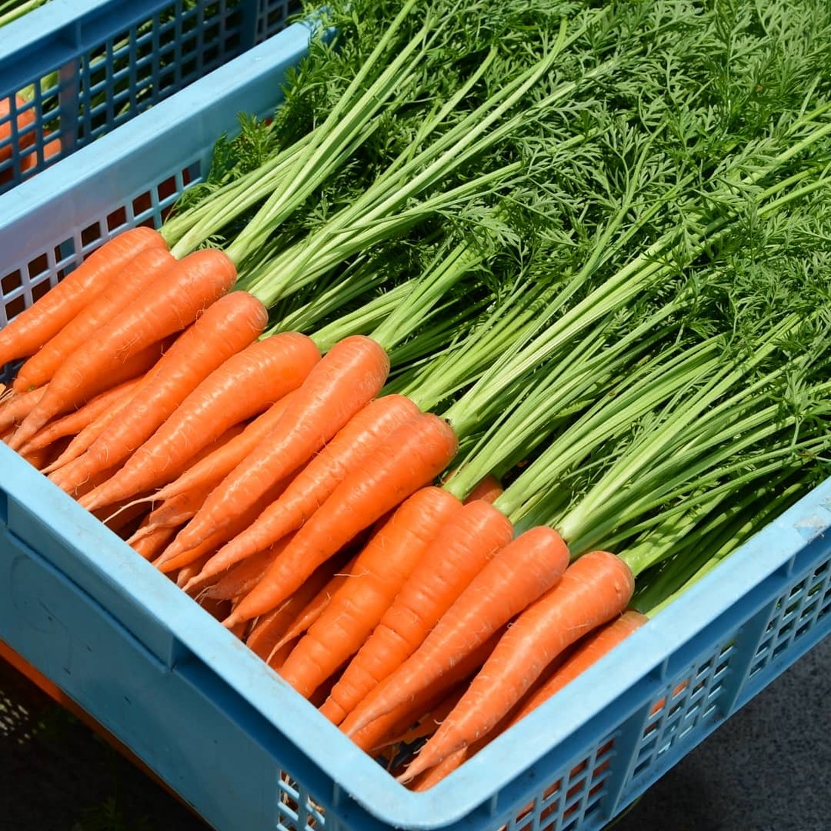 葉付き人参 400g 季節限定 しもみん農場 オンラインショップ