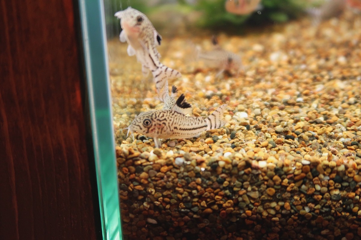 熱帯魚 コリドラス ジュリー Aquariumbarkind