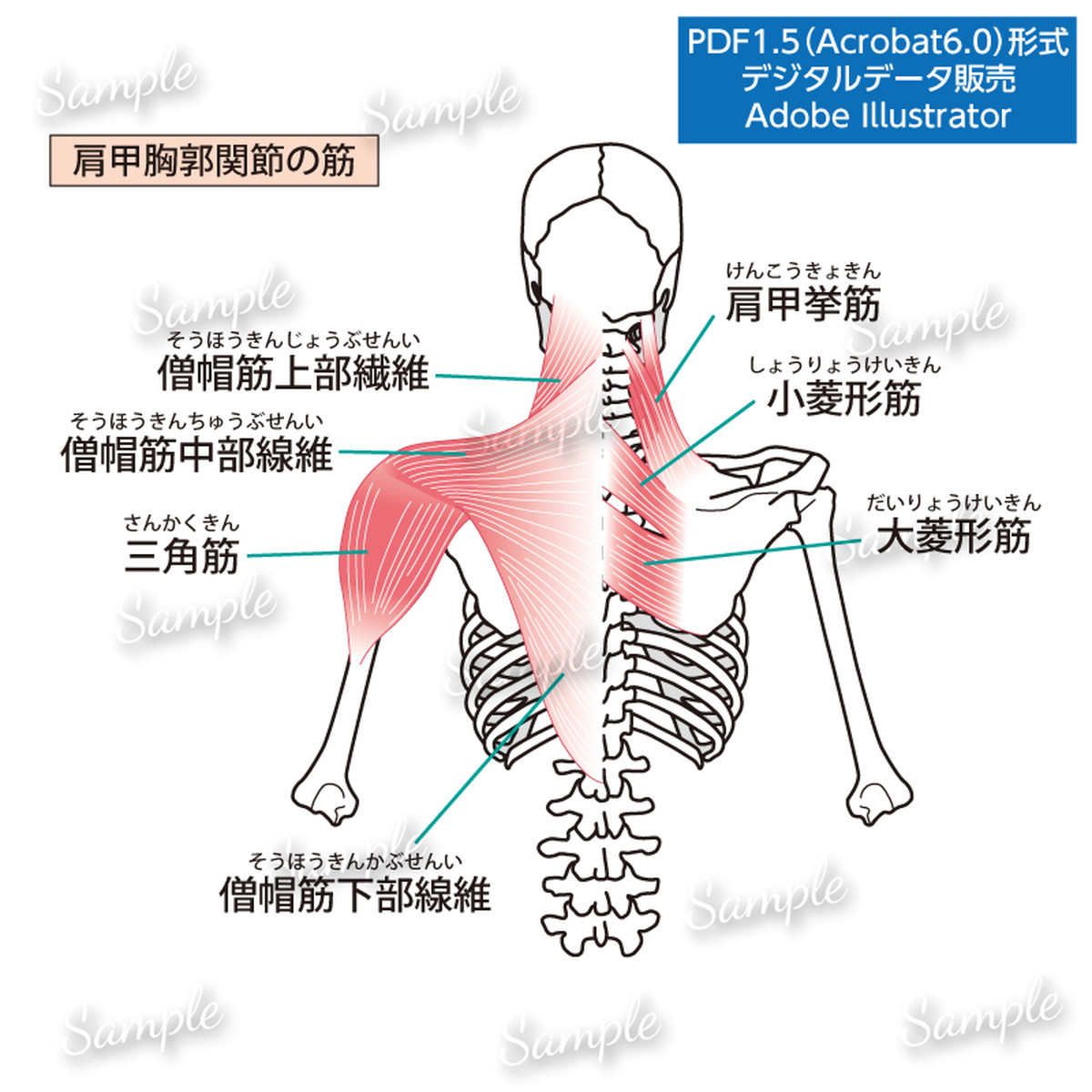 肩甲胸郭関節の筋 Prico ぷりこ S Illustration Store