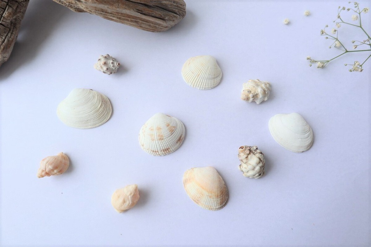 自然素材の貝殻 サマーリースの作り方レシピ付き 島の旅社