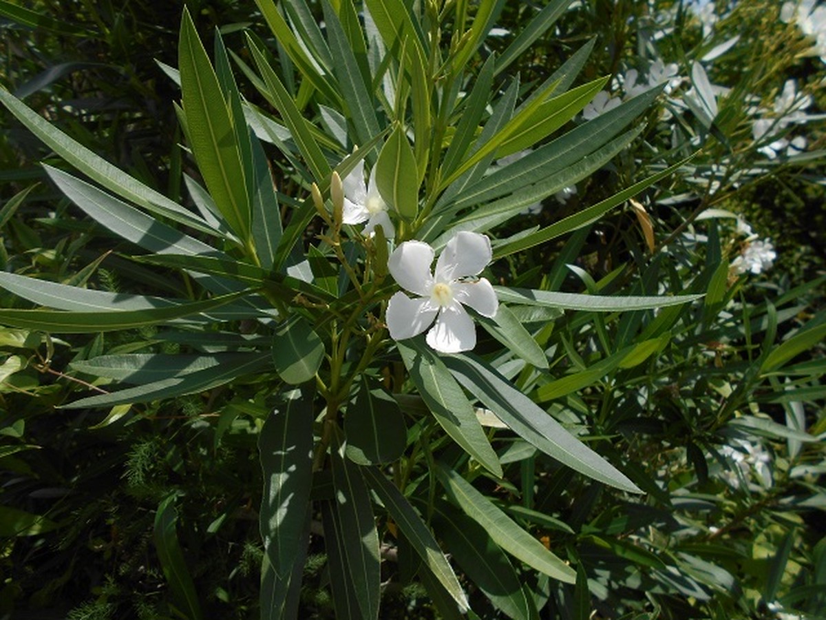 夾竹桃 キョウチクトウ の花の写真 写真屋 ６ 植物