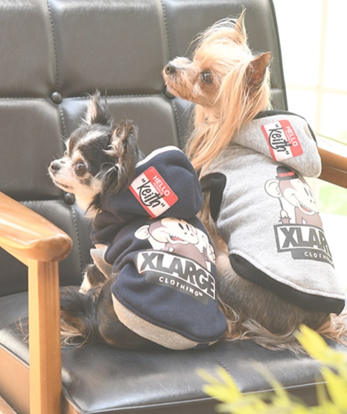 Xlargeキースロゴフーディー 犬服 Canecarino 犬服