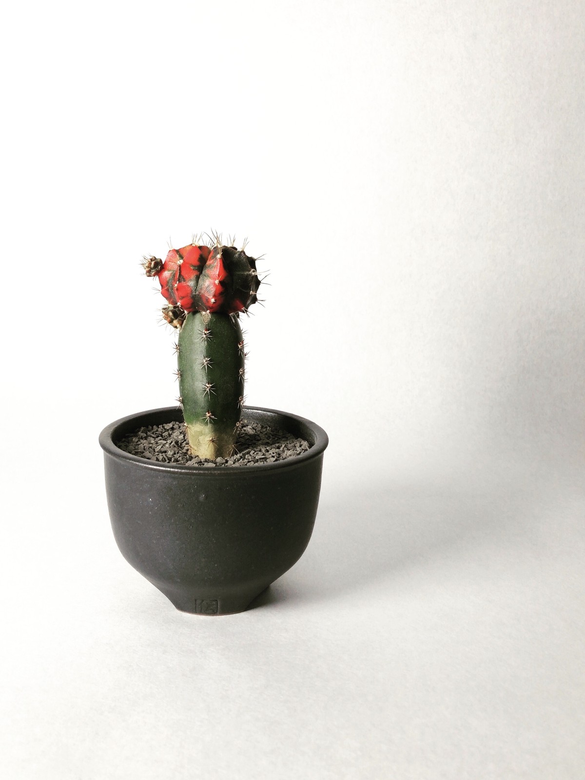 ギムノカリキウム 緋牡丹錦 Trigger